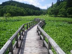 たきがしら湿原の木道