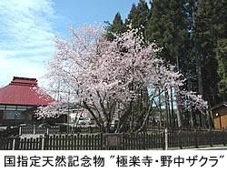 国指定天然記念物極楽寺・野中ザクラ