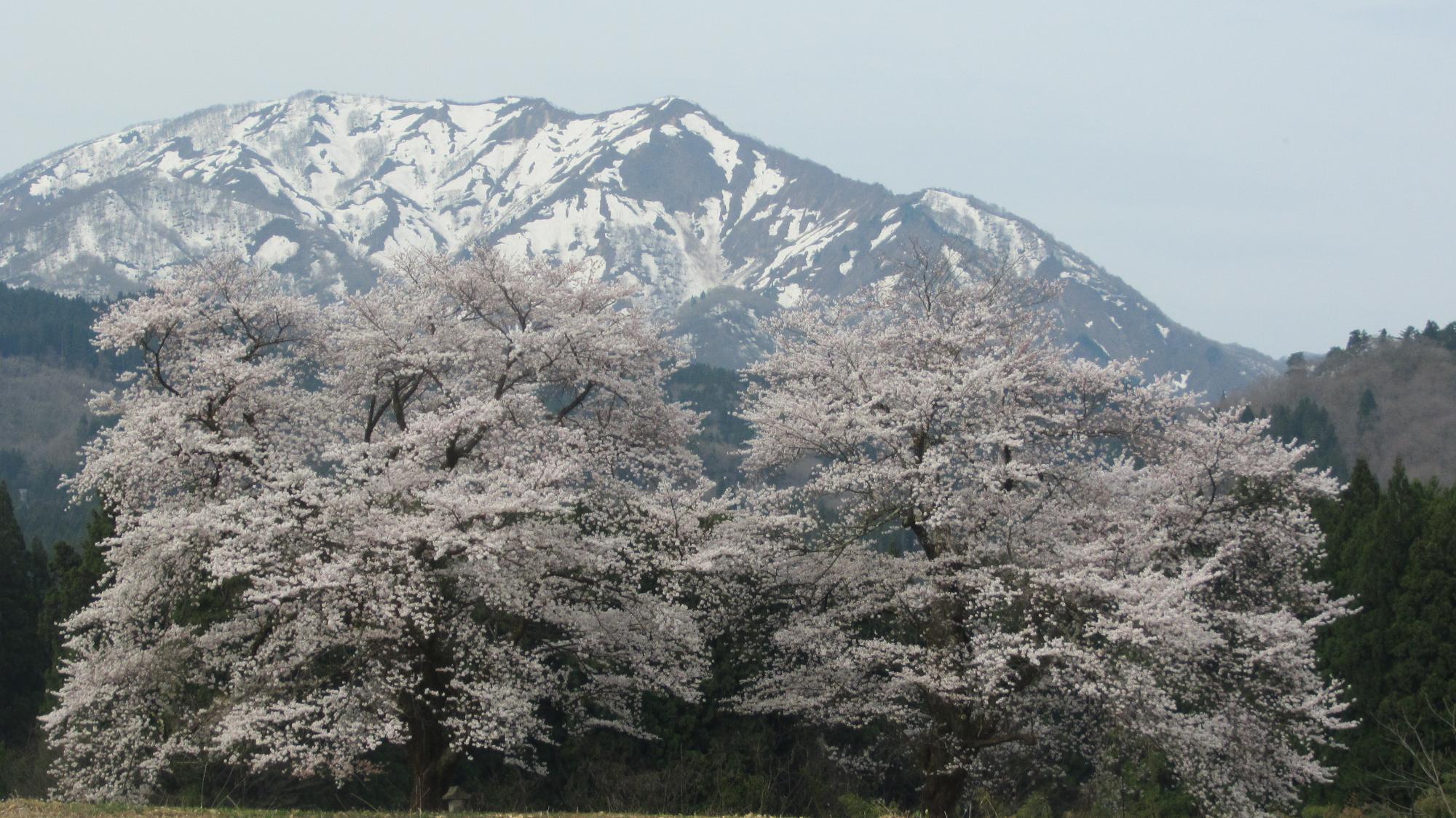 黒岩夫婦桜