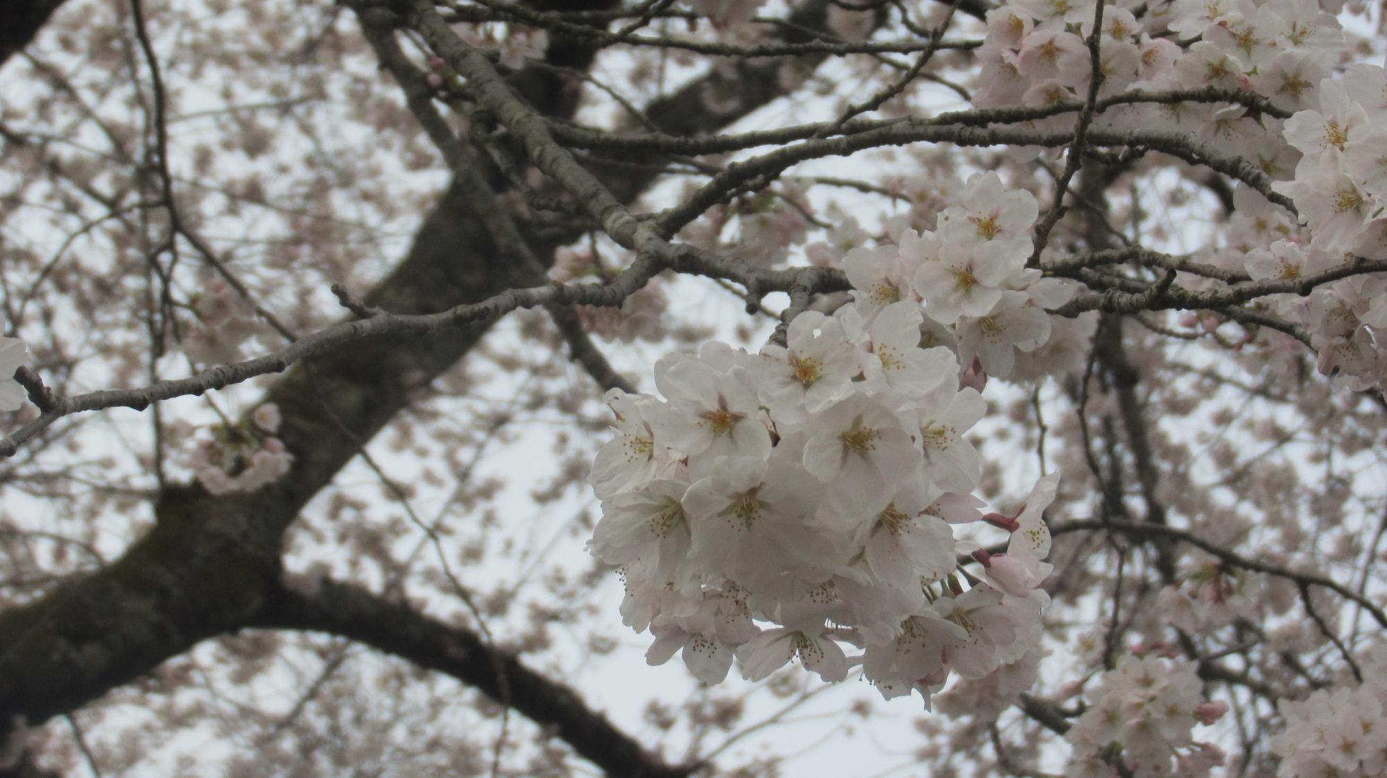 黒岩夫婦桜