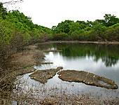 周囲を樹木に覆われた日本平大池に浮遊している浮島の写真