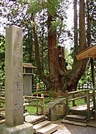 大きな根本から上に向かって枝分かれした太い枝の将軍杉の写真