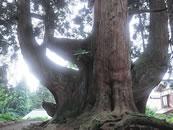 木漏れ日がさしている壮大なスギの木の幹の写真