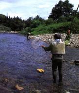 後ろ姿の男性が川に入り鮎釣りを楽しんでいる写真