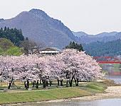 川沿いに咲いた桜並木の奥に色づいた山々が見える麒麟山公園の写真