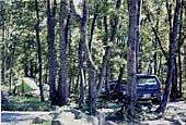 自然林の中に停車している車の写真