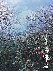 青空の下、雪つばきと桜が咲いている写真