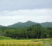 曇り空の下、手前の水田に稲穂が実り、奥に森がある、その奥に見える三川六名山を写した写真